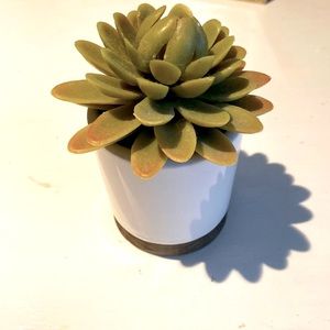 Faux succulent plant in white container